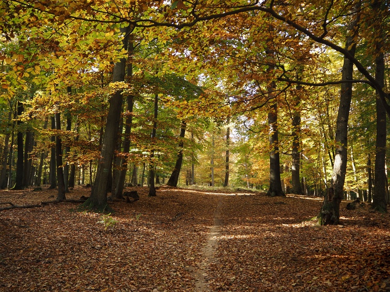 přes Skalický vrch