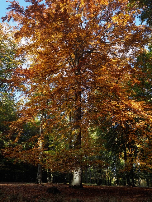 přes Skalický vrch
