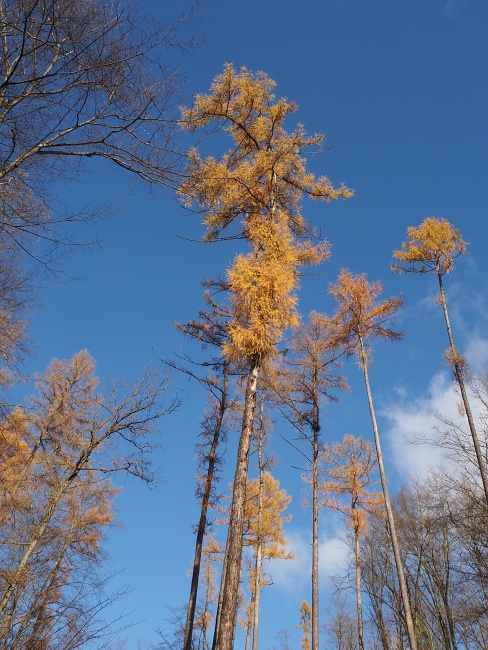 pěšina Karla Morávka