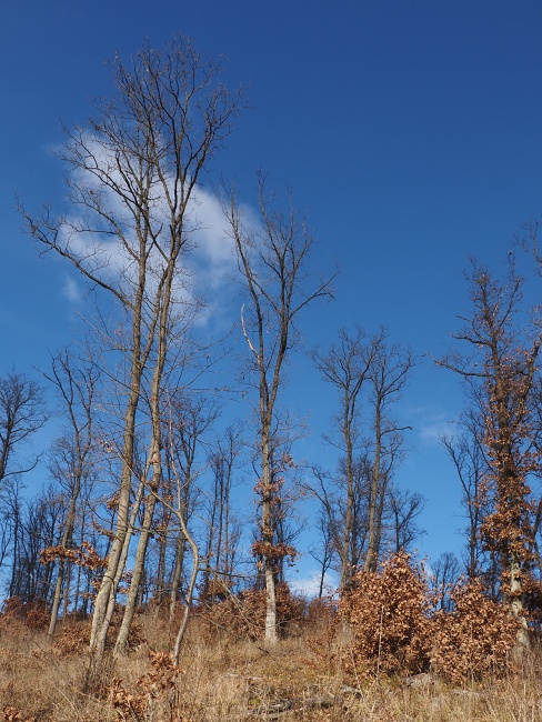 pěšina Karla Morávka