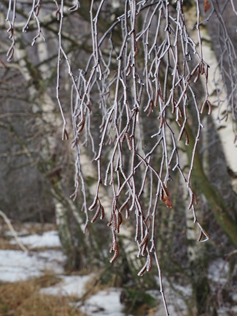 z Rovečného na rozhlednu Horní les