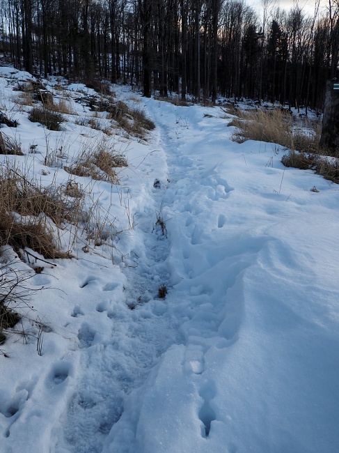 úbočím Kyčery a Myší hory