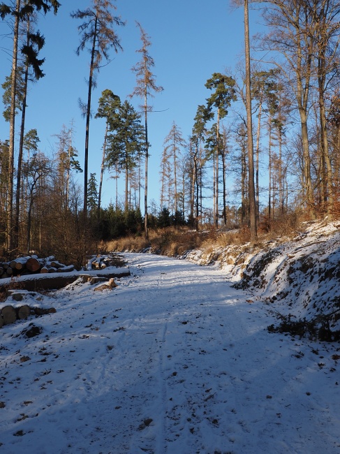 lesní cesta Babídolská