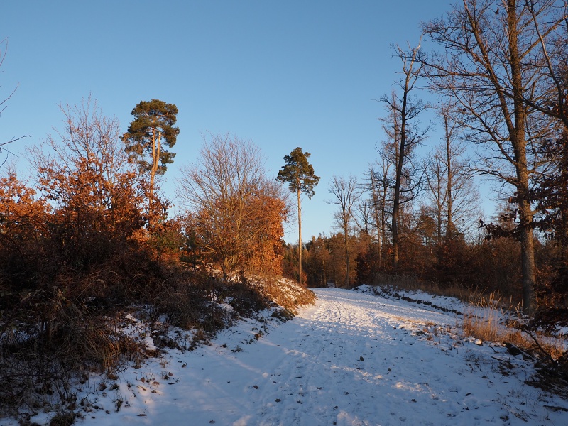 lesní cesta Babídolská