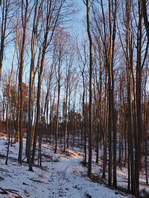 lesní cesta Babídolská