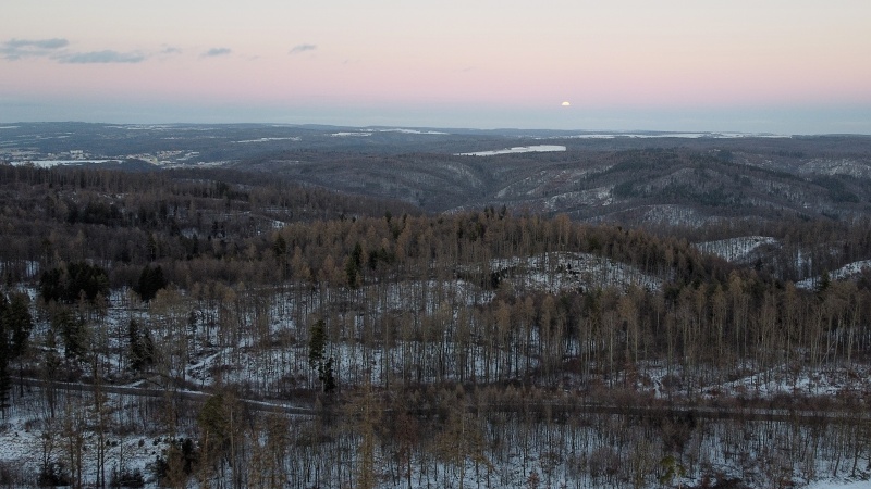 lesní cesta Babídolská