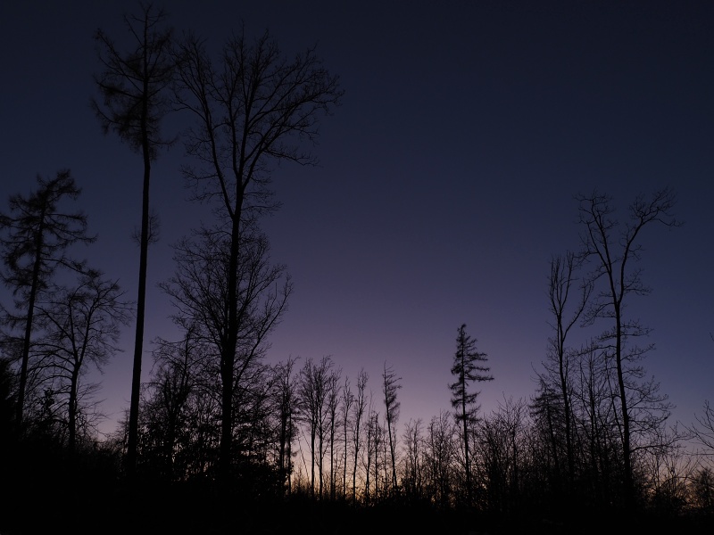 lesní cesta Babídolská