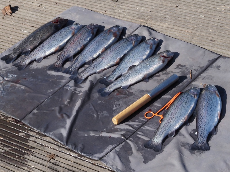 Rebešovický rybník