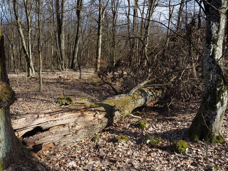 lokalita Skalka, sněženka podsněžník