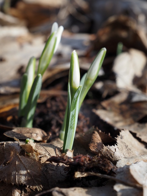 lokalita Skalka, sněženka podsněžník