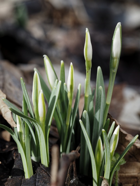 lokalita Skalka, sněženka podsněžník