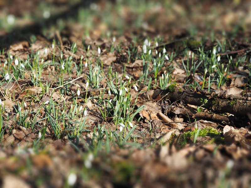 lokalita Skalka, sněženka podsněžník