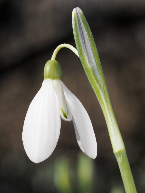 lokalita Skalka, sněženka podsněžník