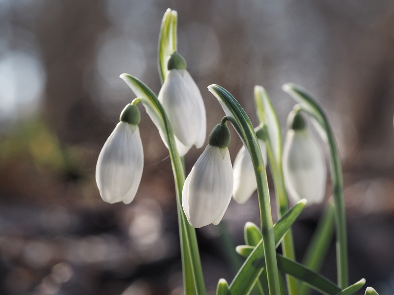 lokalita Skalka, sněženka podsněžník