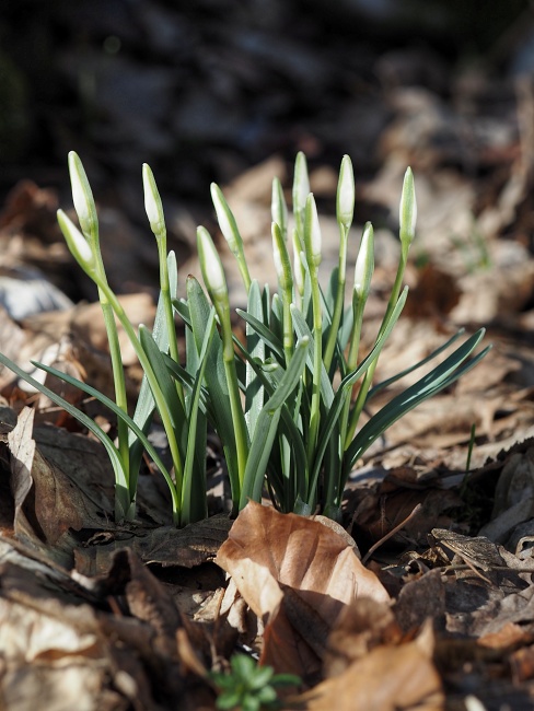 lokalita Skalka, sněženka podsněžník