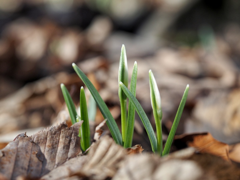 lokalita Skalka, sněženka podsněžník