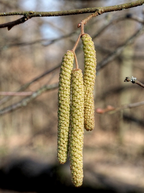 lokalita Skalka, sněženka podsněžník