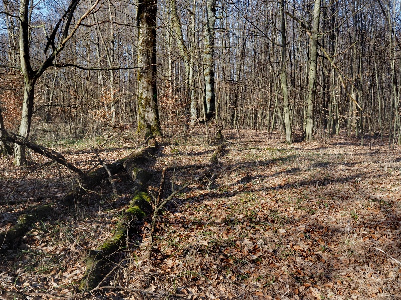 lokalita Skalka, sněženka podsněžník