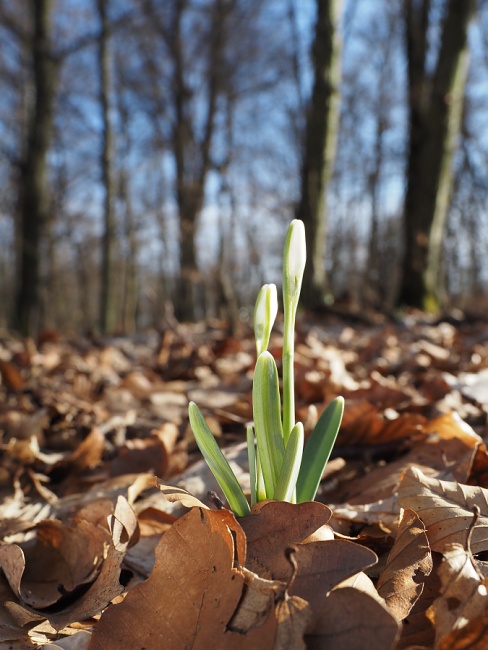 lokalita Skalka, sněženka podsněžník