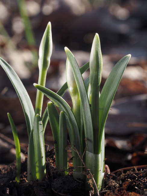 lokalita Skalka, sněženka podsněžník