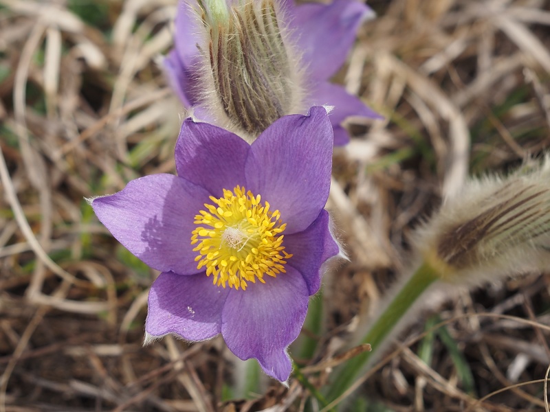 Kamenný vrch, koniklec velkokvětý