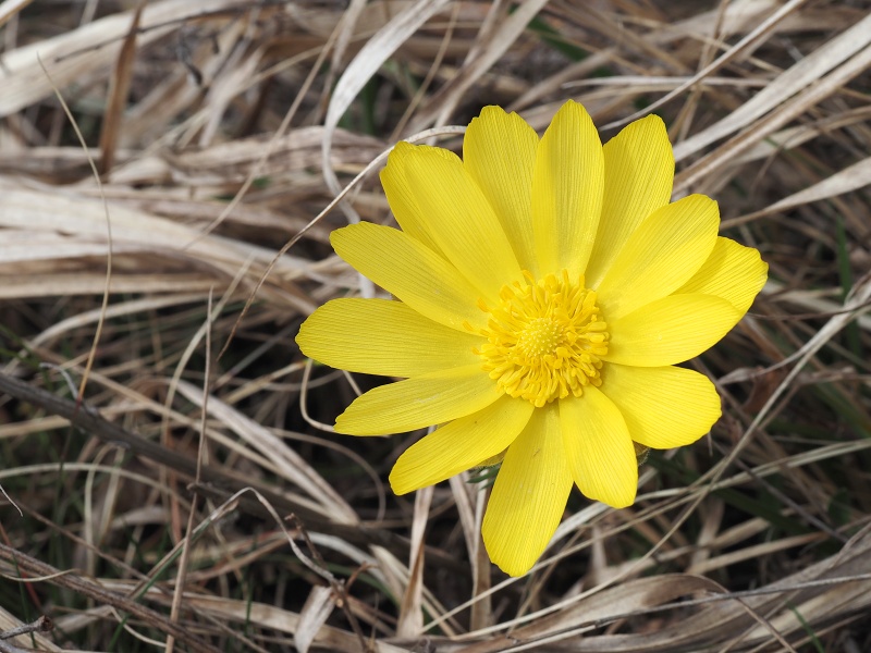Kamenný vrch, hlaváček jarní