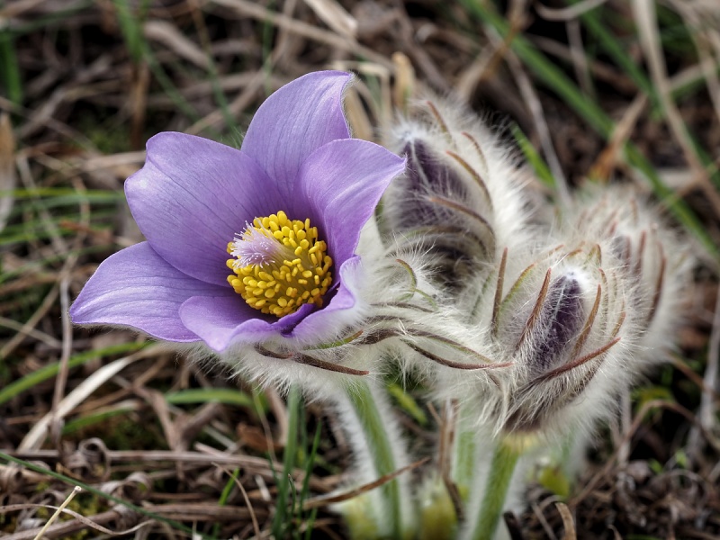 Kamenný vrch, koniklec velkokvětý