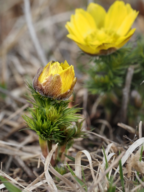 Kamenný vrch, hlaváček jarní