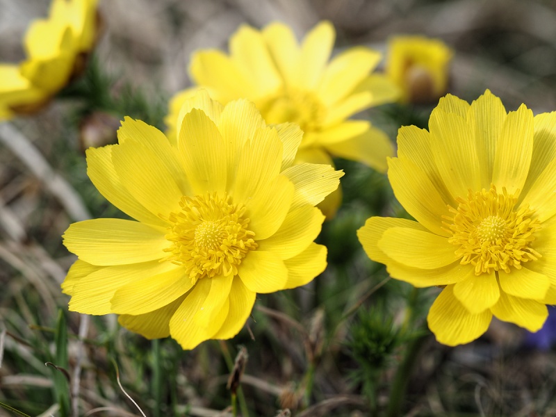 Kamenný vrch, hlaváček jarní