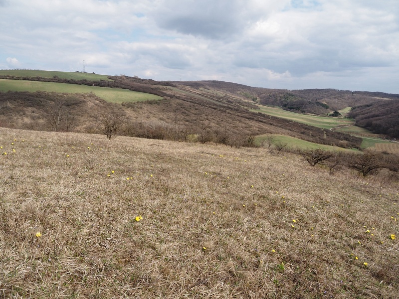 Kamenný vrch, hlaváček jarní