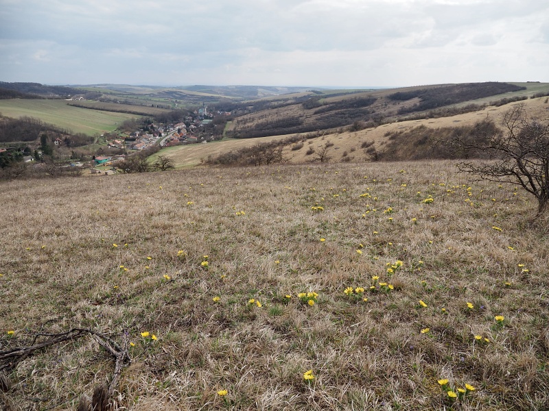 Kamenný vrch, hlaváček jarní