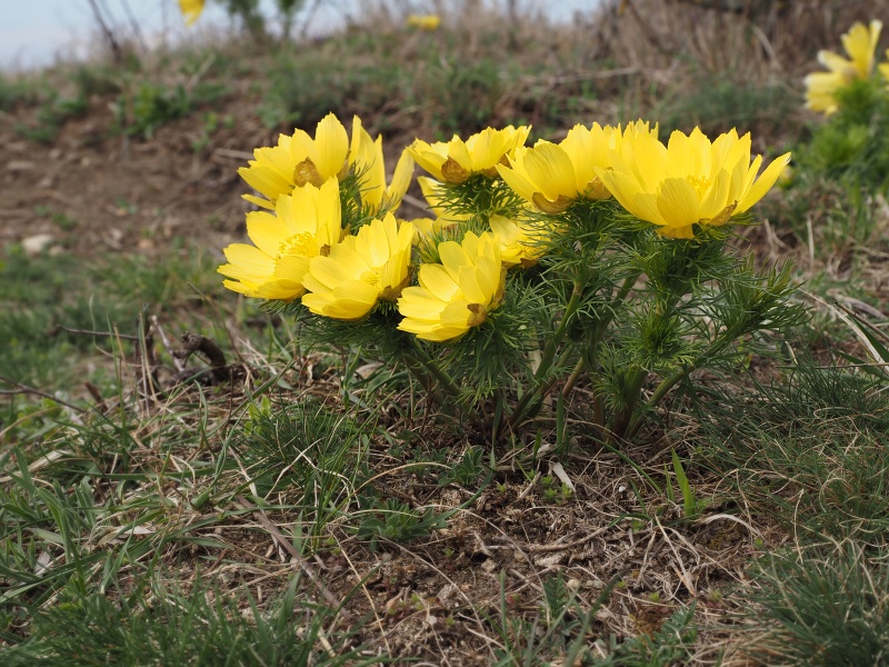 Kamenný vrch, hlaváček jarní