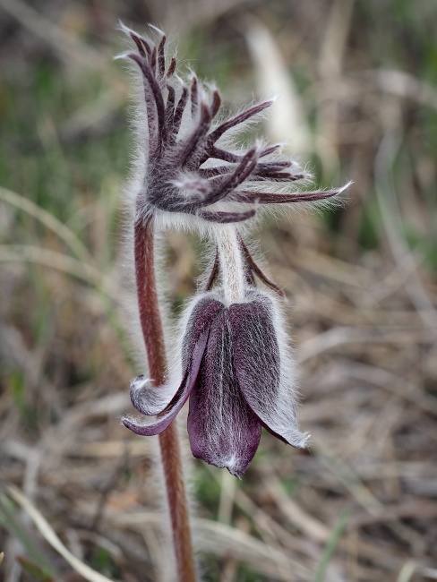 Kamenný vrch, koniklec luční