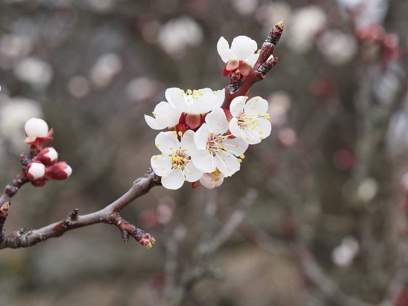 mandloňový sad v lokalitě Kamenec