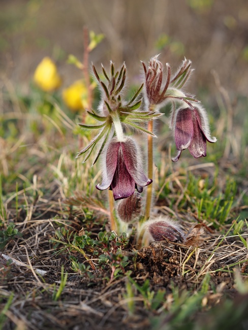 Kamenný vrch, koniklec luční