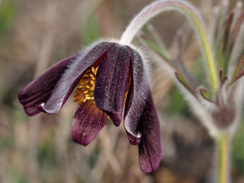 Kamenný vrch, koniklec luční