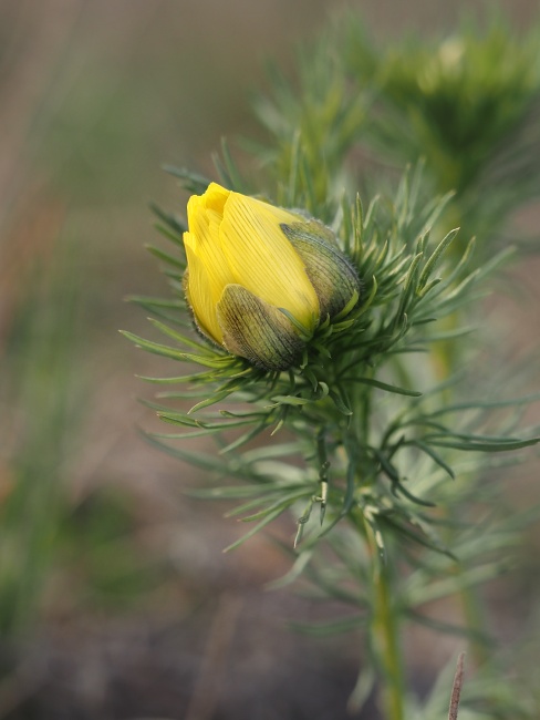 Kamenný vrch, hlaváček jarní