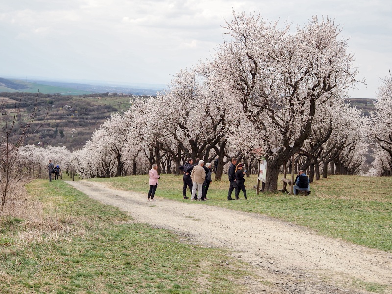 mandloňový sad v lokalitě Kamenec