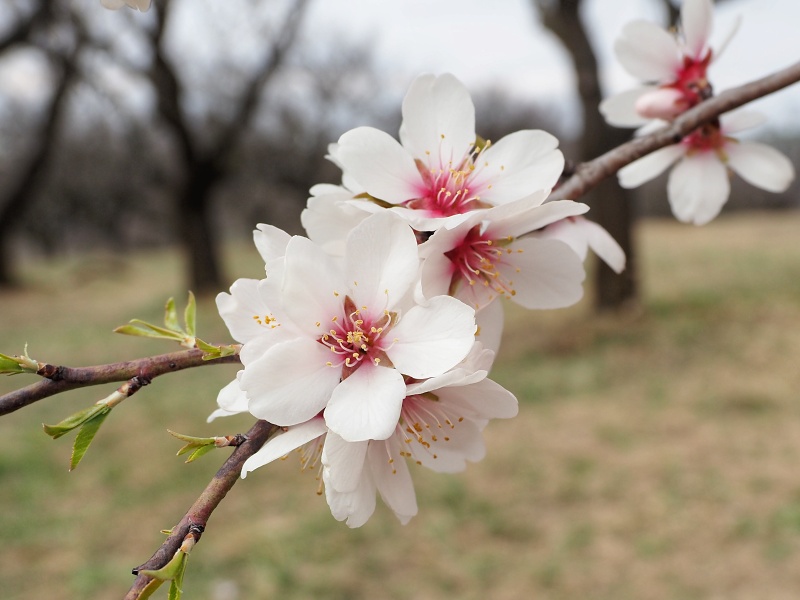mandloňový sad v lokalitě Kamenec