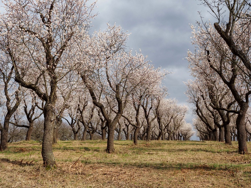 mandloňový sad v lokalitě Kamenec