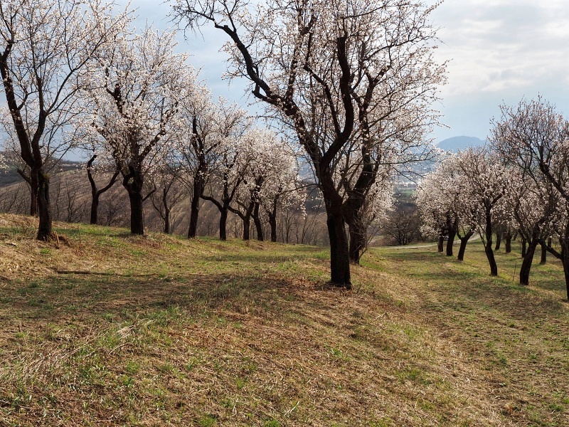 mandloňový sad v lokalitě Kamenec
