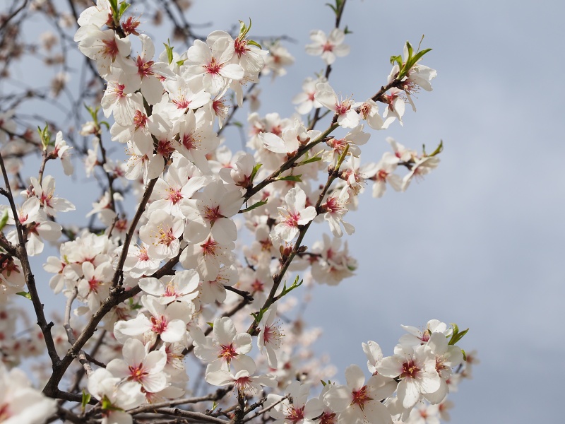 mandloňový sad v lokalitě Kamenec