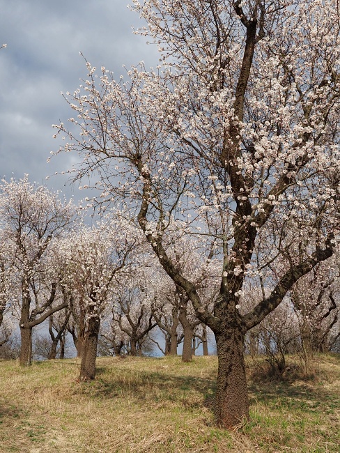 mandloňový sad v lokalitě Kamenec