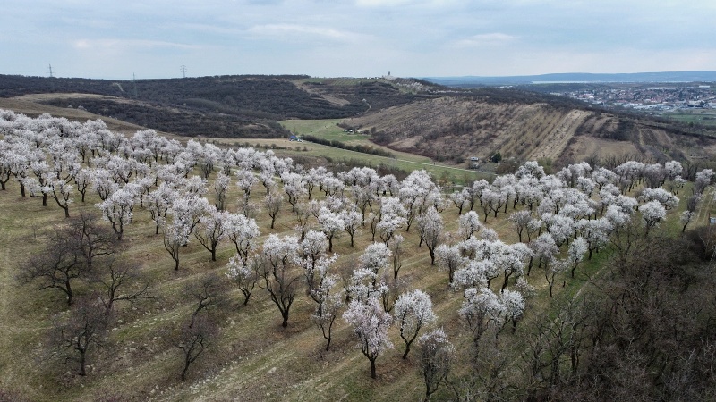 mandloňový sad v lokalitě Kamenec