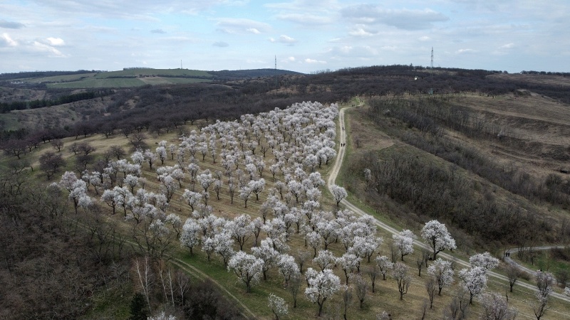 mandloňový sad v lokalitě Kamenec