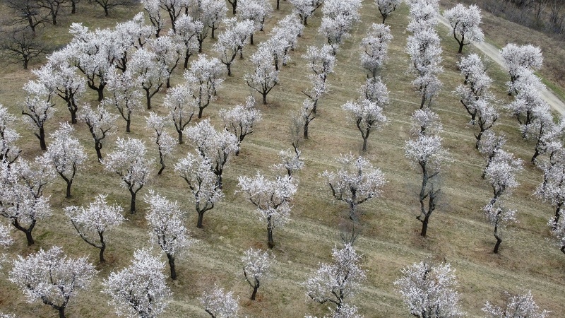mandloňový sad v lokalitě Kamenec