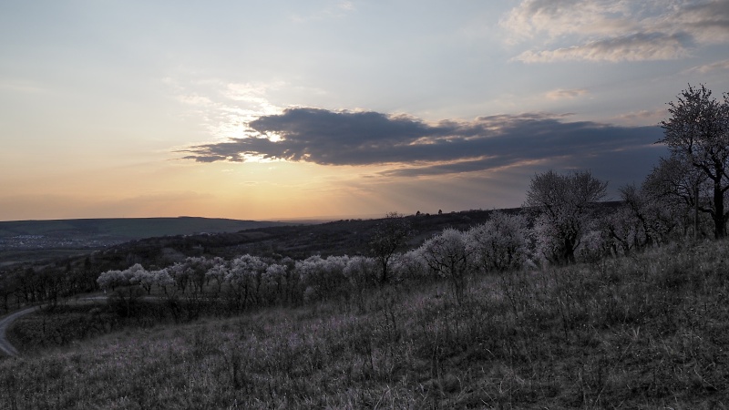mandloňový sad v lokalitě Kamenec