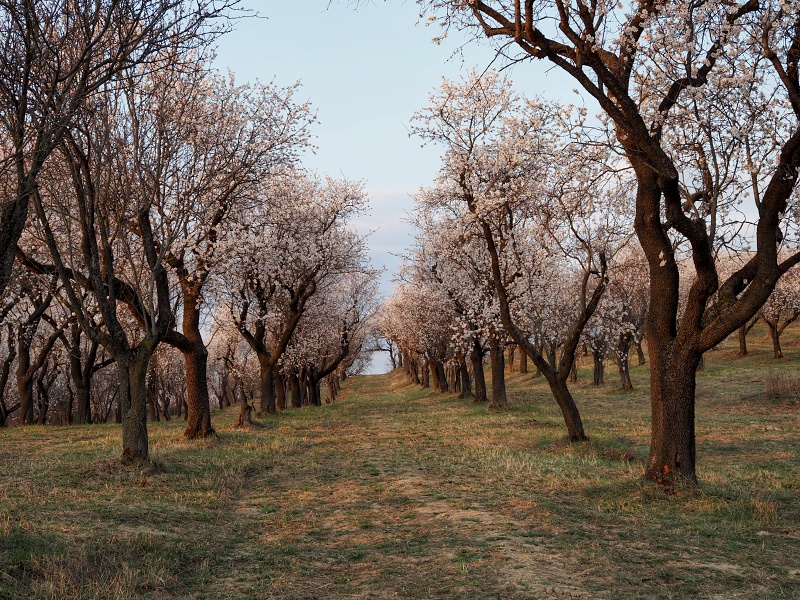 mandloňový sad v lokalitě Kamenec