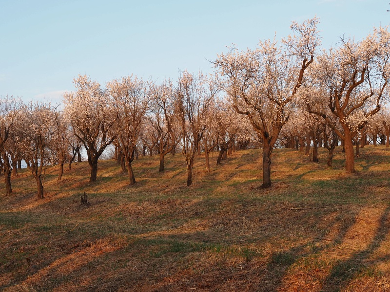 mandloňový sad v lokalitě Kamenec