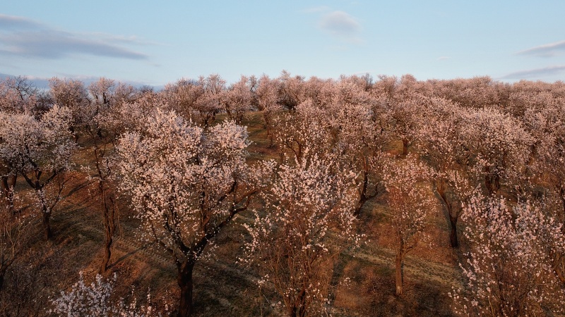 mandloňový sad v lokalitě Kamenec